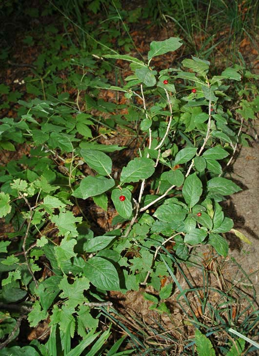 Lonicera alpigena / Madreselva alpina